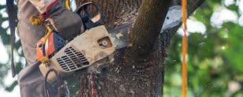 Best Tree Removal  in Lmerton, PA