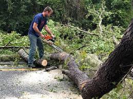 Best Tree Preservation Services  in Lmerton, PA