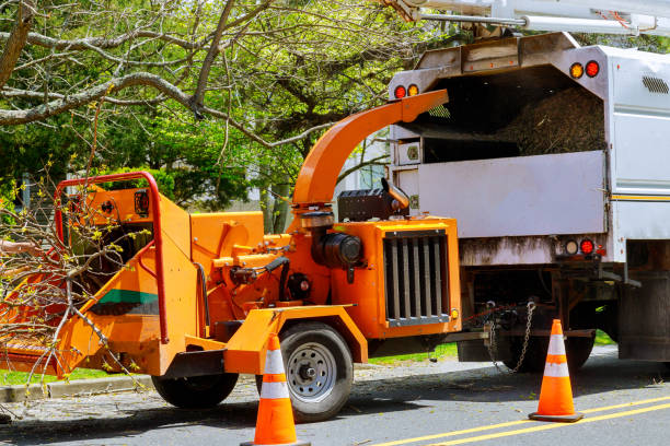 Best Tree Mulching  in Lmerton, PA