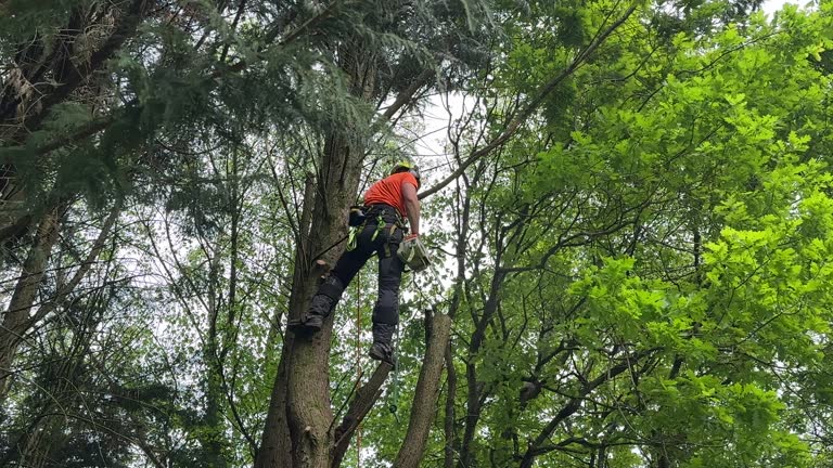 Best Tree Health Inspection  in Lmerton, PA