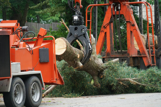 Best Tree Risk Assessment  in Lmerton, PA